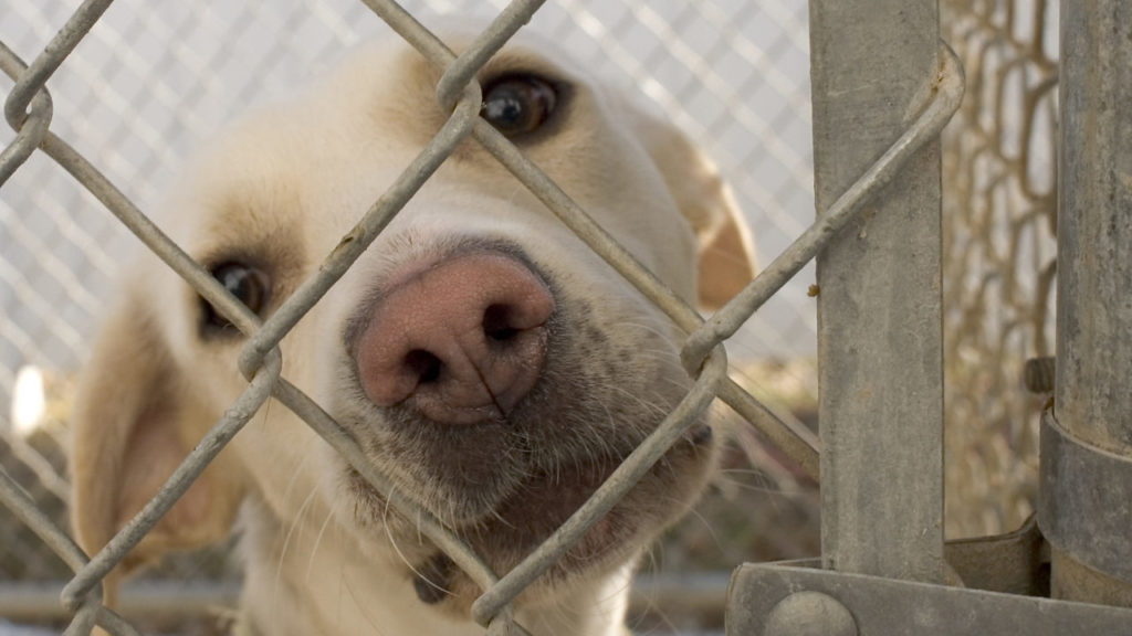 nonprofit laws and regulations